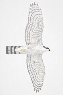 Eurasian Sparrowhawk (Accipiter nisus), adult female bird of prey