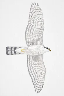 Eurasian Sparrowhawk (Accipiter nisus), adult female bird of prey Eurasian Sparrowhawk (Accipiter nisus), adult female bird of prey