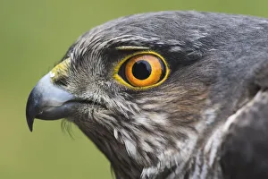 Eurasian sparrowhawk (Accipiter nisus), animal portrait, Emsland, Lower Saxony, Germany Eurasian sparrowhawk (Accipiter nisus), animal portrait, Emsland, Lower Saxony, Germany