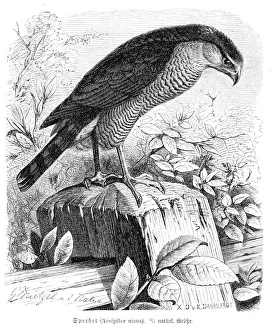 Bird Of Prey Gallery: Eurasian sparrowhawk engraving 1892