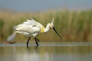 Images Dated 10th August 2014: Eurasian Spoonbill or Common Spoonbill (Platalea leucorodia), foraging in shallow water