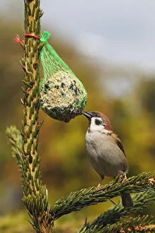 Eurasian Tree Sparrow -Passer montanus- on a birdseed ball, Schleswig-Holstein, Germany Eurasian Tree Sparrow -Passer montanus- on a birdseed ball, Schleswig-Holstein, Germany