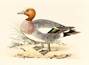 Eurasian Wigeon, 19 century science illustration Eurasian Wigeon, 19 century science illustration