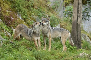 Eurasian Wolves -Canis lupus lupus-, sniffing at each other, Jura, Switzerland, Europe Eurasian Wolves -Canis lupus lupus-, sniffing at each other, Jura, Switzerland, Europe