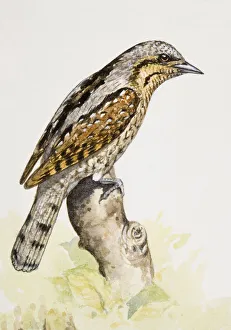 Eurasian wryneck (Jynx torquilla), perching on a branch, side view Eurasian wryneck (Jynx torquilla), perching on a branch, side view