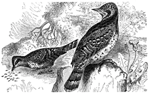 Eurasian wryneck (Jynx torquilla)