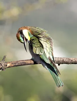 European Bee-eater (Merops apiaster). Bird taking off parasites on a branch with its beak European Bee-eater (Merops apiaster). Bird taking off parasites on a branch with its beak
