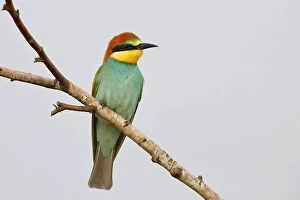 Immature Collection: European Bee-eater (Merops apiaster) Young bird sitting on a branch, with light background