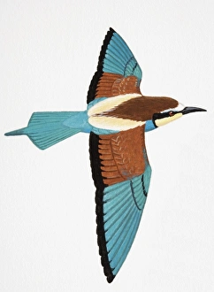 European Bee-eater (Merops apiaster), adult European Bee-eater (Merops apiaster), adult