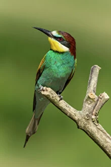 Multicolored Gallery: European Bee-eater -Merops apiaster- perched on a lookout, Freiburg im Breisgau