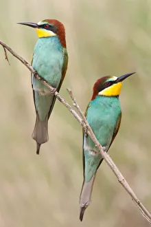 Two European Bee-Eaters -Merops apiaster-, perched on a twig, Saxony-Anhalt, Germany Two European Bee-Eaters -Merops apiaster-, perched on a twig, Saxony-Anhalt, Germany