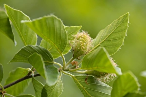 European Beech or Common Beech -Fagus sylvatica-, inflorescence and leaves, Thuringia European Beech or Common Beech -Fagus sylvatica-, inflorescence and leaves, Thuringia