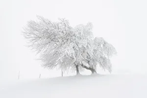 European Beech -Fagus sylvatica-, wind-bent beech trees on Schauinsland Mountain in European Beech -Fagus sylvatica-, wind-bent beech trees on Schauinsland Mountain in