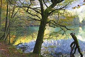 European Beeches -Fagus sylvatica- on lake Hinterer Langbathsee in autumn, Ebensee European Beeches -Fagus sylvatica- on lake Hinterer Langbathsee in autumn, Ebensee