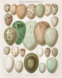 European birds eggs chromolithograph 1895 European birds eggs chromolithograph 1895
