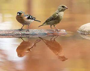 European Chaffinch male, bird species , (Fringilla coelebs ) European Chaffinch male, bird species , (Fringilla coelebs )