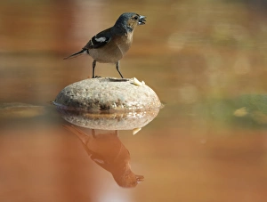 European Chaffinch , male Chaffinch bird species , (Fringilla coelebs ), Spain European Chaffinch , male Chaffinch bird species , (Fringilla coelebs ), Spain