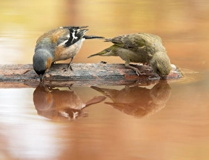 European Chaffinch , male Chaffinch bird species , (Fringilla coelebs ) .Red Crossbill European Chaffinch , male Chaffinch bird species , (Fringilla coelebs ) .Red Crossbill