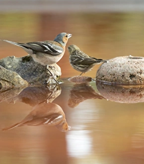 European Chaffinch , male Chaffinch bird species , (Fringilla coelebs ) . European Greenfinch European Chaffinch , male Chaffinch bird species , (Fringilla coelebs ) . European Greenfinch