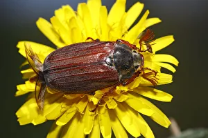 European cockchafer beetle or May beetle -Melolontha melolontha-, with wings unfolded European cockchafer beetle or May beetle -Melolontha melolontha-, with wings unfolded