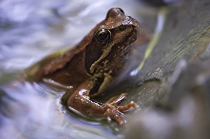 European Common Brown Frog (Rana temporaria), Tauglbach River, Salzburg, Austria, Europe European Common Brown Frog (Rana temporaria), Tauglbach River, Salzburg, Austria, Europe