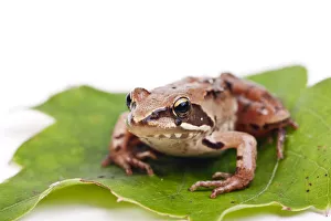 European Common Brown Frog (Rana temporaria) European Common Brown Frog (Rana temporaria)