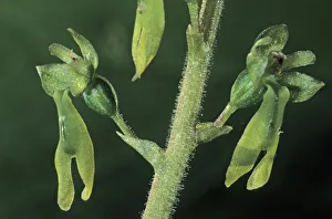 European Common Twayblade (Listera ovata), single flowers European Common Twayblade (Listera ovata), single flowers