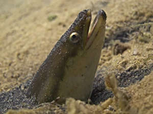 European eel -Anguilla anguilla- looking out of its sand cave, Lake Helenesee European eel -Anguilla anguilla- looking out of its sand cave, Lake Helenesee