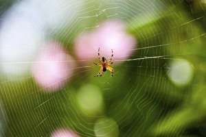 European Garden Spider or Cross Orbweaver -Araneus diadematus- with prey in its web European Garden Spider or Cross Orbweaver -Araneus diadematus- with prey in its web