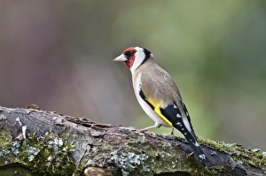 European Goldfinch -Carduelis Carduelis- foraging in an apple tree, Untergroeningen, Baden-Wuerttemberg, Germany European Goldfinch -Carduelis Carduelis- foraging in an apple tree, Untergroeningen, Baden-Wuerttemberg, Germany