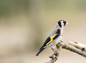 European Goldfinch (Carduelis carduelis), Spain European Goldfinch (Carduelis carduelis), Spain