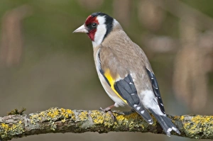European Goldfinch or Goldfinch -Carduelis carduelis-, Untergroningen, Abtsgmuend, Baden-Wurttemberg, Germany European Goldfinch or Goldfinch -Carduelis carduelis-, Untergroningen, Abtsgmuend, Baden-Wurttemberg, Germany