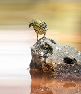 European Greenfinch (Chloris chloris), famale bird of the Passeriformes European Greenfinch (Chloris chloris), famale bird of the Passeriformes