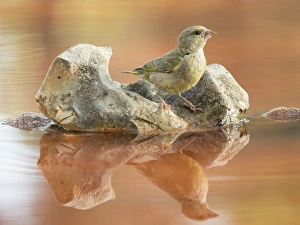 European greenfinch juvenile, ( Chloris chloris), It is a bird paseriforme belonging to European greenfinch juvenile, ( Chloris chloris), It is a bird paseriforme belonging to