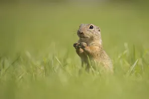 European Ground Squirrel or European Souslik -Spermophilus citellus- on a meadow European Ground Squirrel or European Souslik -Spermophilus citellus- on a meadow