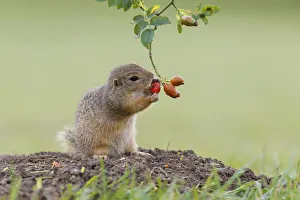 European ground squirrel -Spermophilus citellus- holds on to a rose hip while feeding European ground squirrel -Spermophilus citellus- holds on to a rose hip while feeding