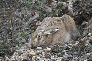 European Hare -Lepus europaeus- crouched in a shallow form, Allgaeu, Bavaria, Germany European Hare -Lepus europaeus- crouched in a shallow form, Allgaeu, Bavaria, Germany