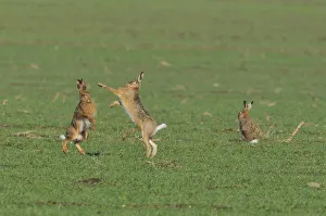 Two European Hares -Lepus europaeus- fighting on a field, a third one next to it Two European Hares -Lepus europaeus- fighting on a field, a third one next to it