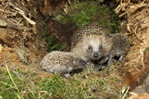 European Hedgehog -Erinaceus europaeus- with young, 19 days European Hedgehog -Erinaceus europaeus- with young, 19 days