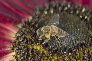 European Honey Bee -Apis mellifera- on a red Sunflower -Helianthus- European Honey Bee -Apis mellifera- on a red Sunflower -Helianthus-