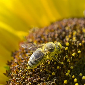 European Honey Bee -Apis mellifera- on a Sunflower -Helianthus- European Honey Bee -Apis mellifera- on a Sunflower -Helianthus-