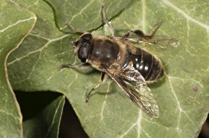 European hoverfly or Drone fly -Eristalis tenax-, basking in sun, Untergroeningen European hoverfly or Drone fly -Eristalis tenax-, basking in sun, Untergroeningen