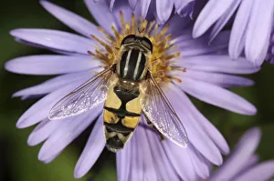 European hoverfly -Helophilus trivittatus-, feeding on Autumn aster -Aster sp European hoverfly -Helophilus trivittatus-, feeding on Autumn aster -Aster sp