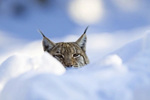 European lynx (Felis lynx, Lynx lynx) in the snow, Bavarian Forest National Park, Bavaria European lynx (Felis lynx, Lynx lynx) in the snow, Bavarian Forest National Park, Bavaria