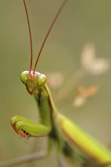 European Mantis or Praying Mantis -Mantis religiosa-, Alsace, France, Europe