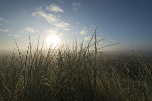 European Marram Grass or Beach Grass -Ammophila arenaria- in front of heathland in European Marram Grass or Beach Grass -Ammophila arenaria- in front of heathland in