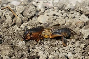 European Mole Cricket -Gryllotalpa gryllotalpa-, Allgau, Bavaria, Germany European Mole Cricket -Gryllotalpa gryllotalpa-, Allgau, Bavaria, Germany