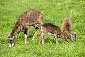 European Mouflon -Ovis ammon musimon-, female and two lambs eating grass, Thuringia European Mouflon -Ovis ammon musimon-, female and two lambs eating grass, Thuringia