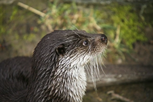 European Otter -Lutra lutra-, animal portrait, captive European Otter -Lutra lutra-, animal portrait, captive