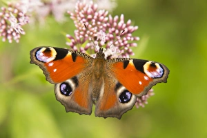 European Peacock -Inachis io, Io nymphalis-, North Rhine-Westphalia, Germany European Peacock -Inachis io, Io nymphalis-, North Rhine-Westphalia, Germany